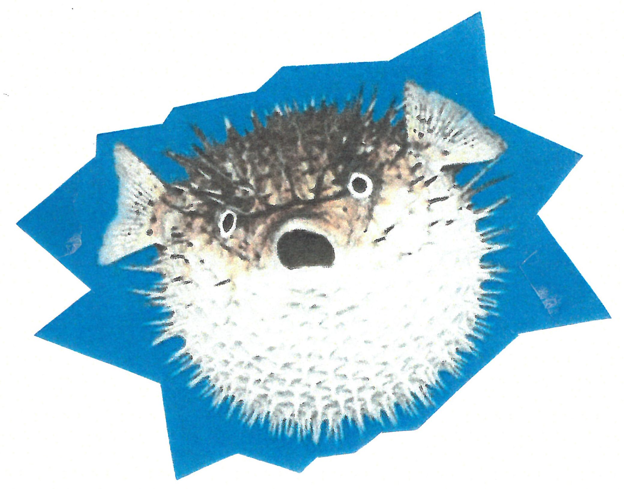 Pufferfish